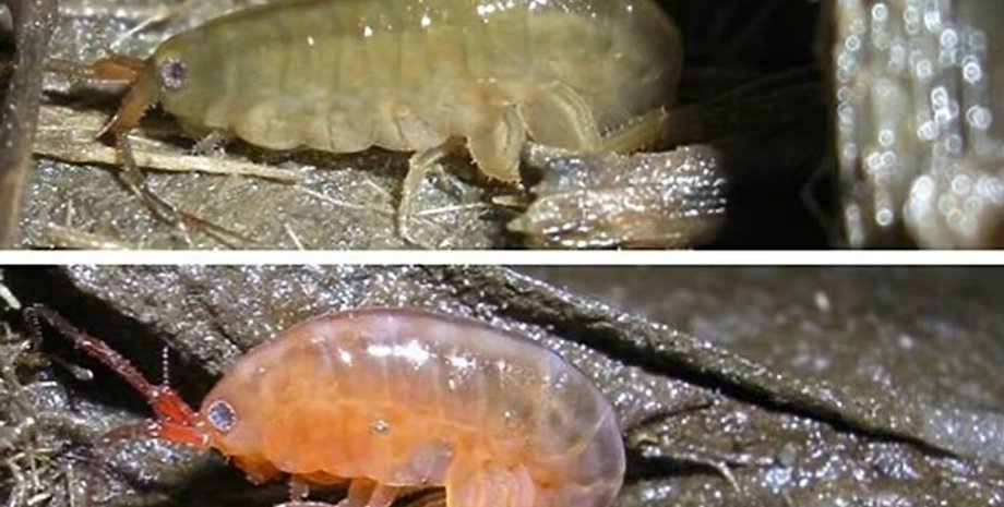 амфіпод, креветка, креветка зомбі