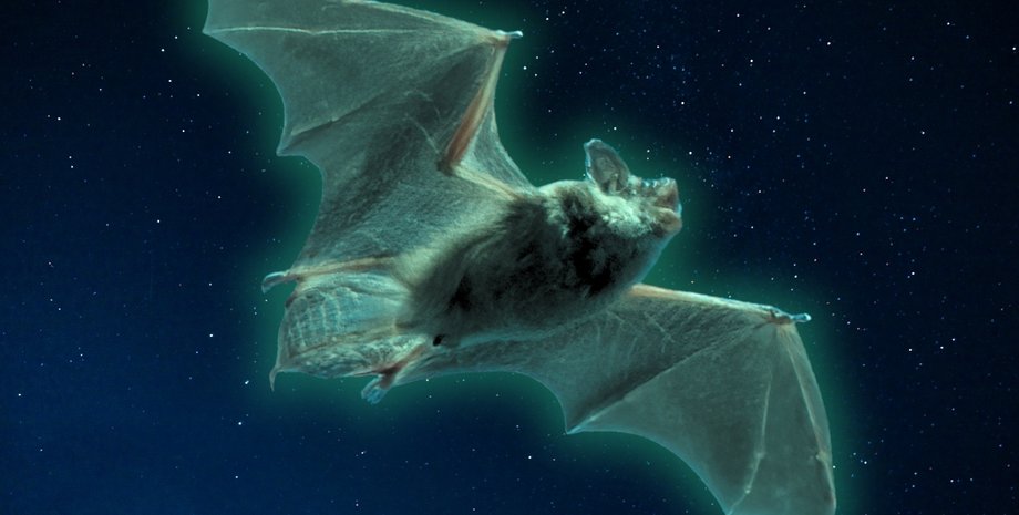 светящаяся летучая мышь