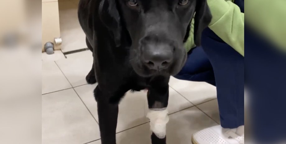 собака, пес, лабрадор