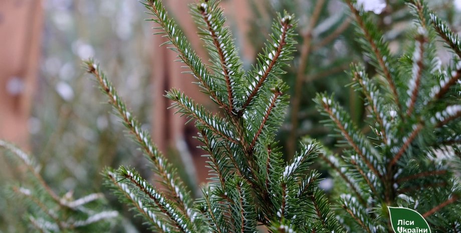 Елки в Киеве елки, Киев, елочная ярмарка, продажа елок, Новый год, Новый год