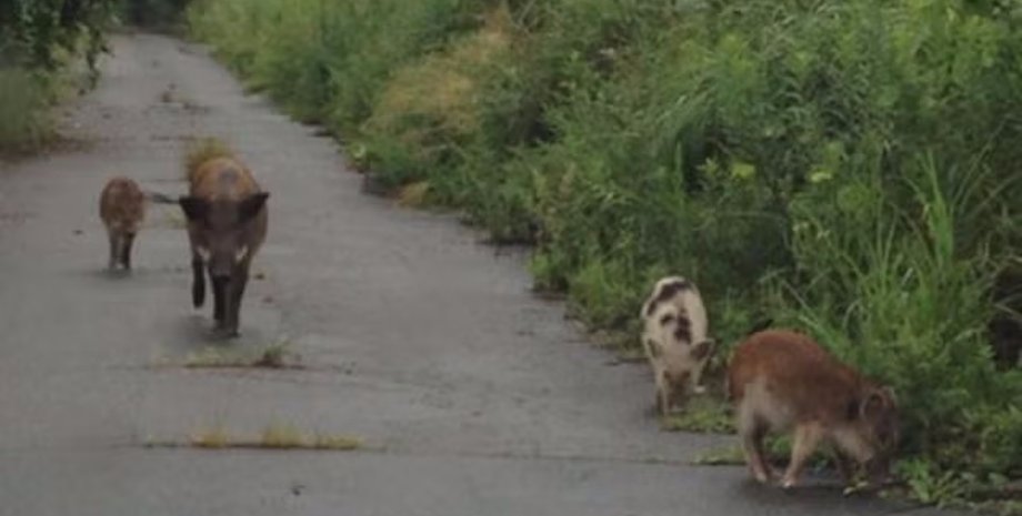 гібриди кабанів