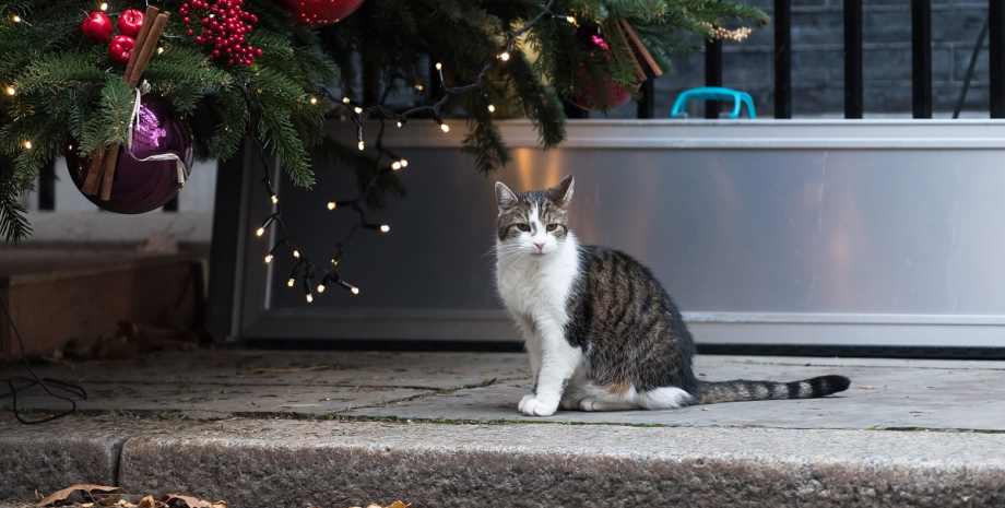 Кот Ларри Кот Ларри, даунинг стрит, резиденция премьер-министра великобритании
