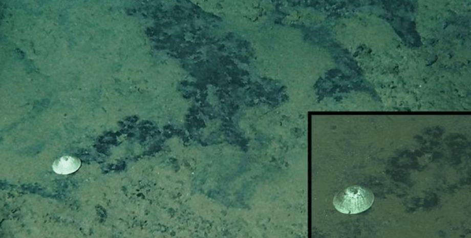 равлик науковці знайшли новий глибоководний вид