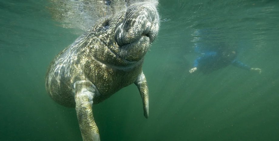 ламантин в воде