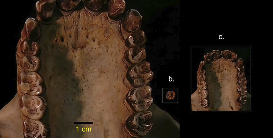 Реконструированная челюсть обезьяны. Иллюстрация: Stony Brook University