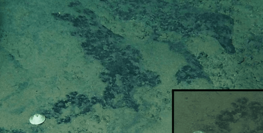 ученые нашли новый глубоководный вид