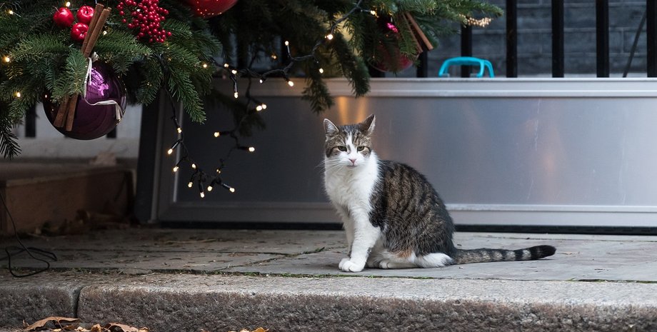 Кот Ларри, даунинг стрит, резиденция премьер-министра великобритании