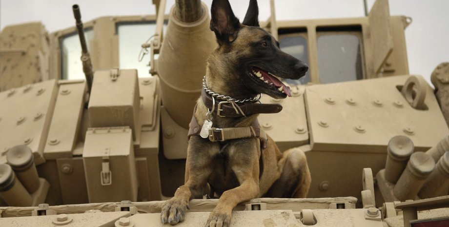 Фото: pxhere.com