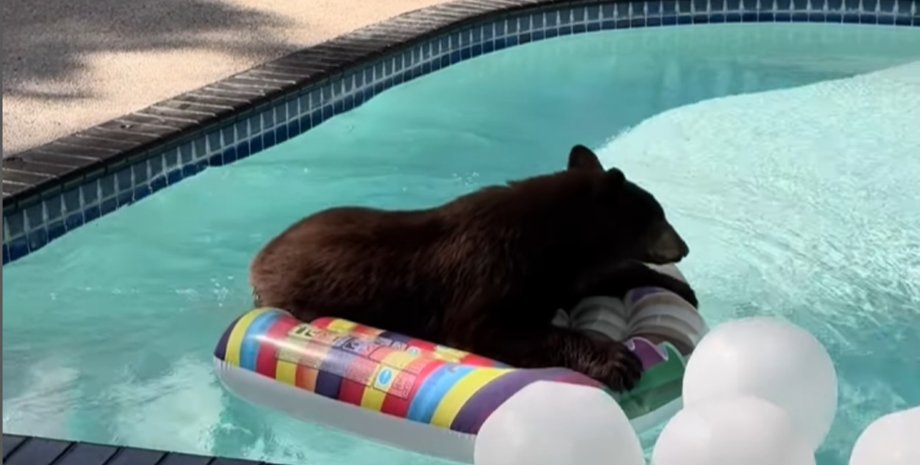 Мужчина заметил в бассейне медведя, который постоянно возвращается и плавает на надувном круге