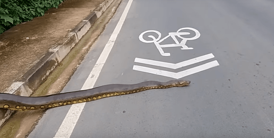 кадр из видео