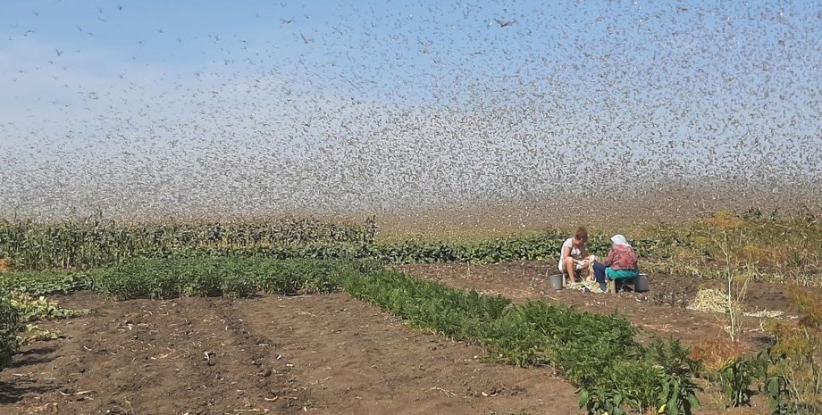 Саранча, Россия, боевые насекомые, пропаганда