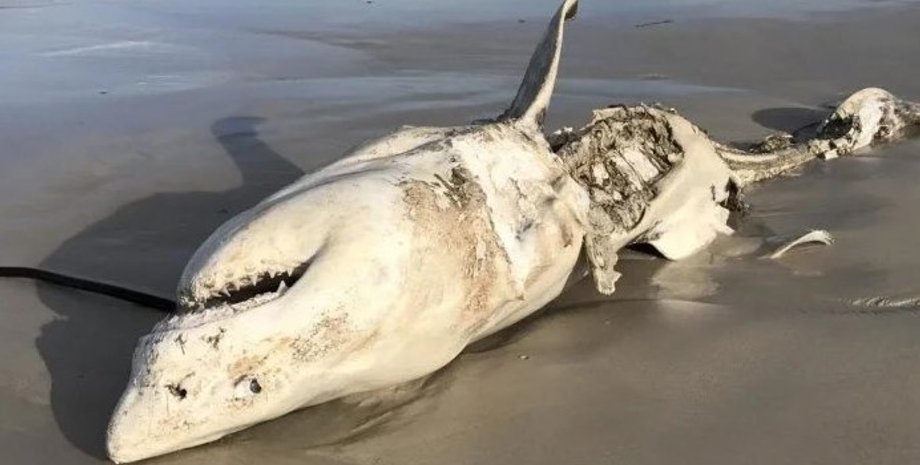 акули, косатки, вбивство акул, напад косаток