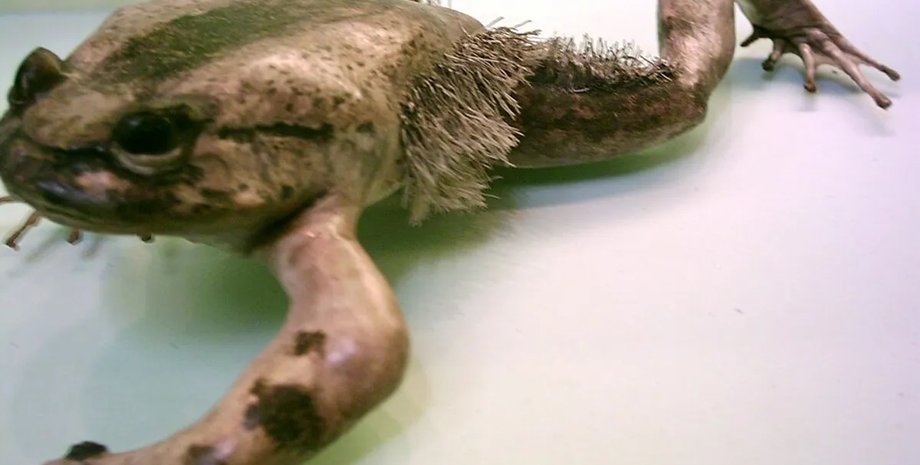 лягушки ужаса