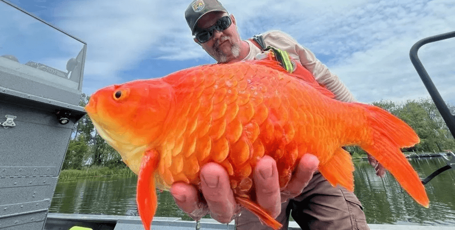 Золотая рыбка, карп, 30-килограммовая золотая рыбка, похож на монстра, крупный карп, владельцы золотых рыбок,
