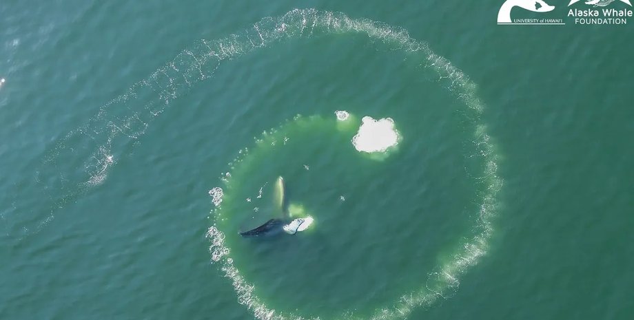 спирали горбатых китов