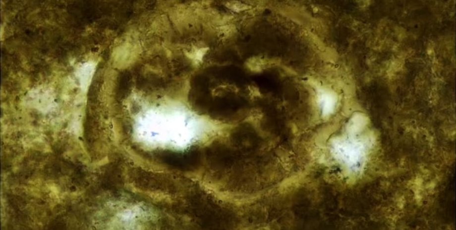 яйця паразитів