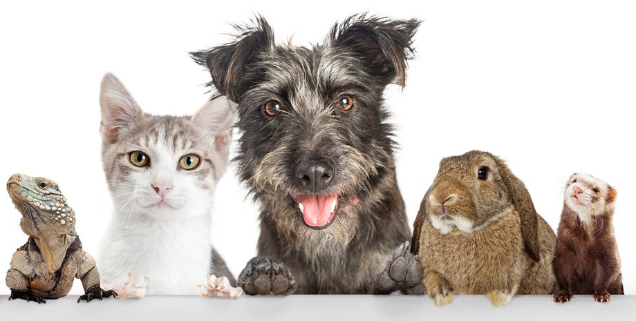 домашние животные, кот, собака, рейтинг, золотое сечение