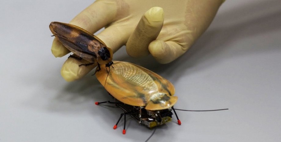 Таракан и его роботизированный аналог / Фото: ТАСС