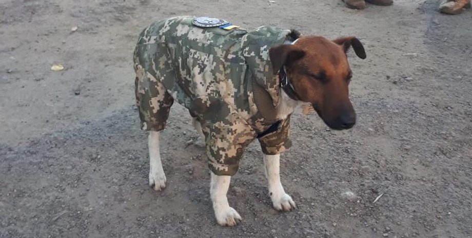 Фото: savelife.in.ua