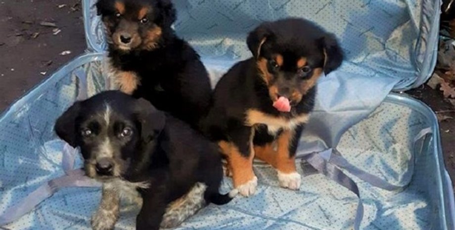 Фото: facebook.com/kyivspetstrans