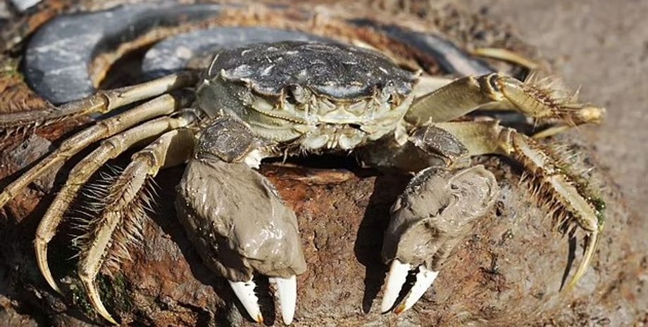 мохнаторукі краби, рукавичні краби