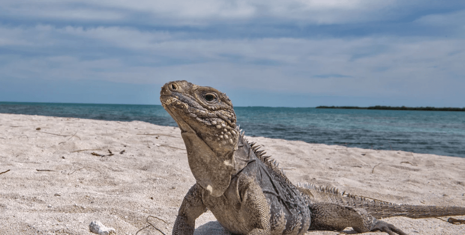 игуана, пляж