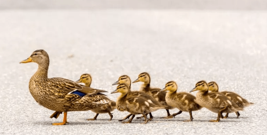 Вирусное видео в TikTok, Манчестер, утки переходят дорогу, добрые поступки, остановка движения, человечность
