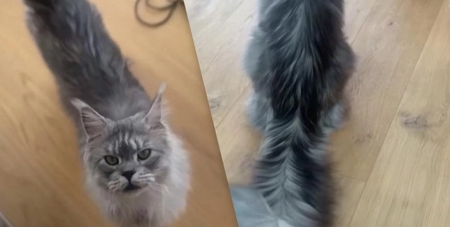 містер Пагслі