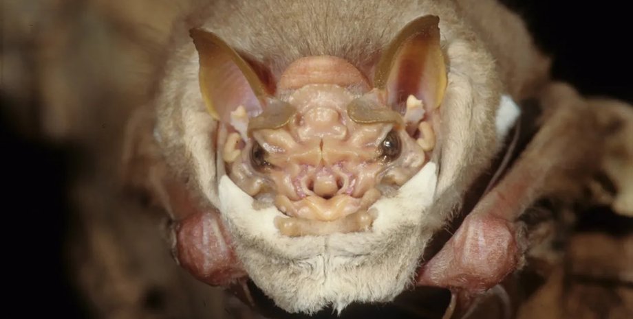 морщинистолицая летучая мышь маска