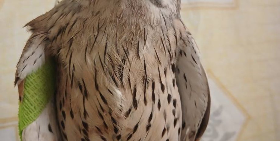 Шрайк, сокол Шрайк