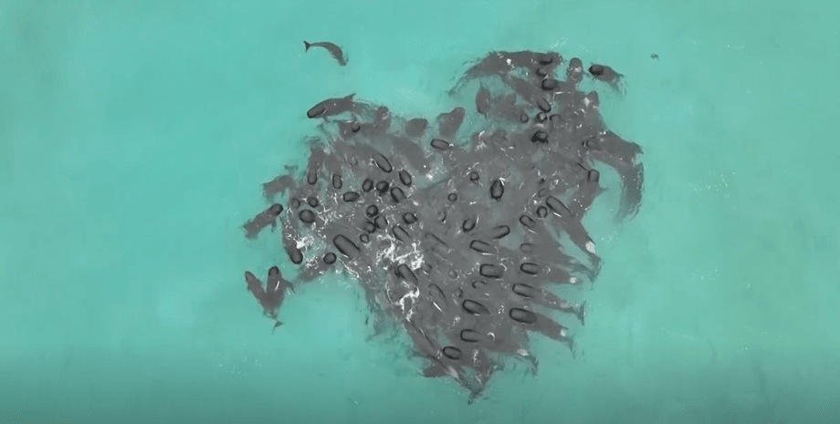 дельфины, дельфины сердце, дельфины в воде, много дельфинов, Австралия