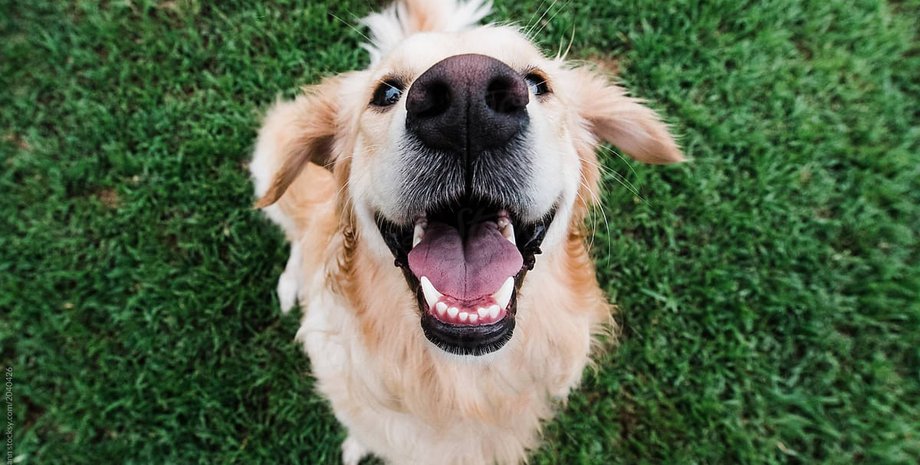 собака, трава, деревья, фото