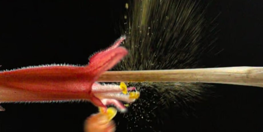 цветок, пыльца цветка