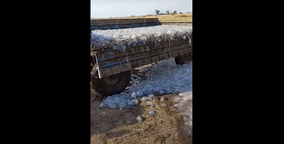 Прицеп с медузами, медузы в Кирилловке 2021