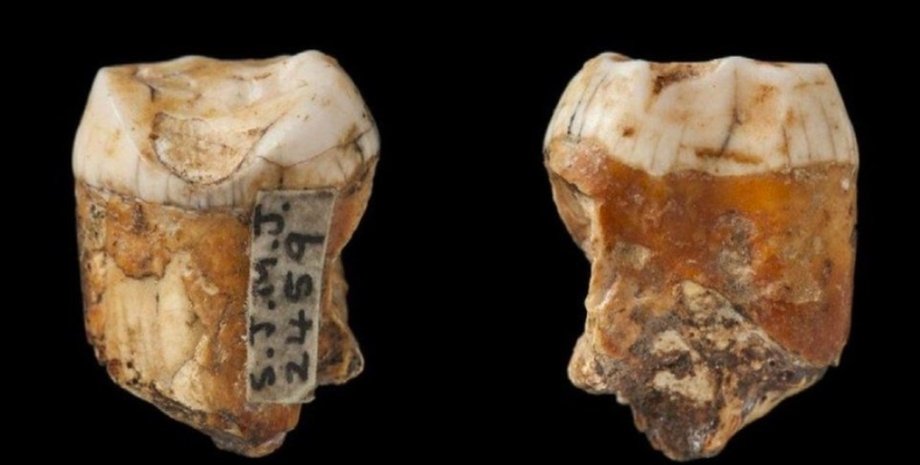 зуби, неандертальці, Homo Sapience
