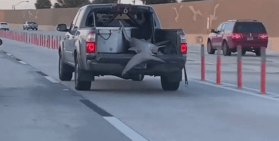 Акулу везуть у машині, осідлала пікап, не потрібна вода, може дихати без води, бичача акула, тупорила акула, небезпечний хижак,