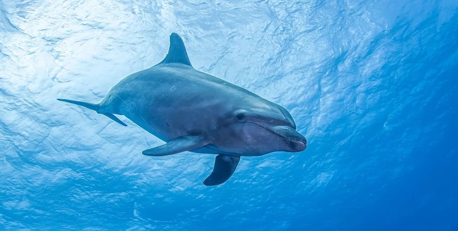 океан дельфін