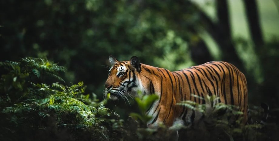 млекопитающие, древние млекопитающие