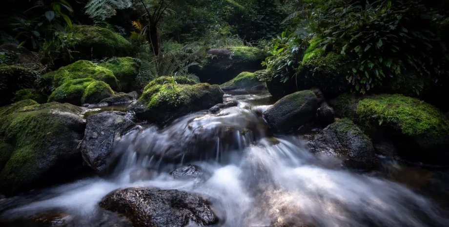 небесный остров, тропический лес, лес мабу