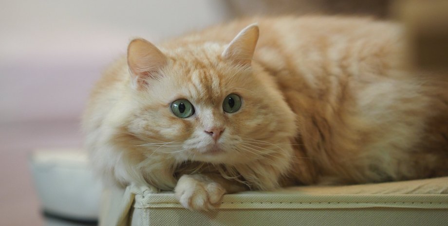 котики, мять лапками, инстинкты