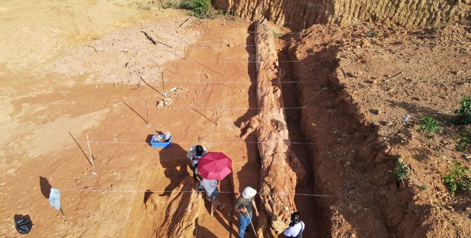 окаменелость дерева камбоджа