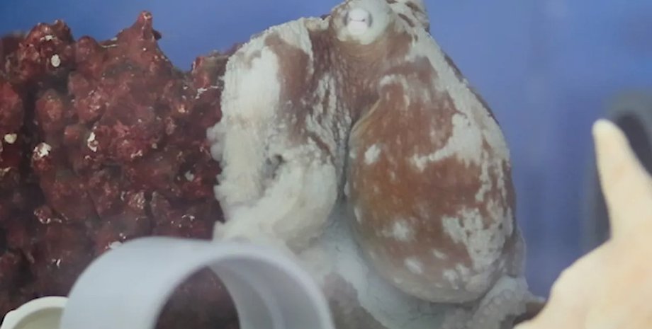 восьминоги, кошмари, головоногі молюски