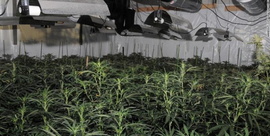 марихуана, лондон