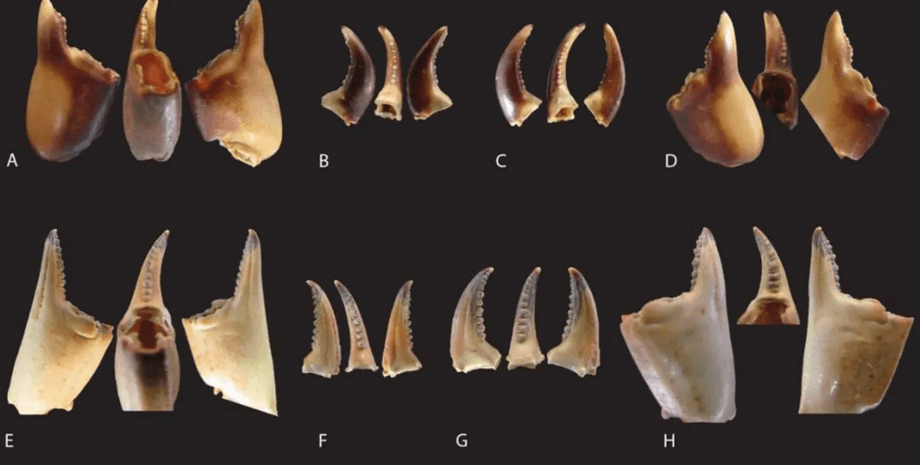 клешни крабов