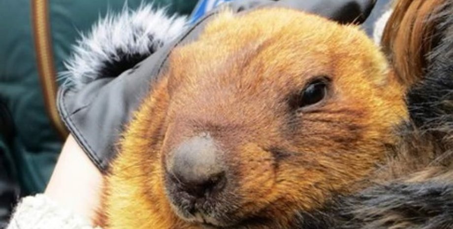 Фото: dozor.kharkov.ua