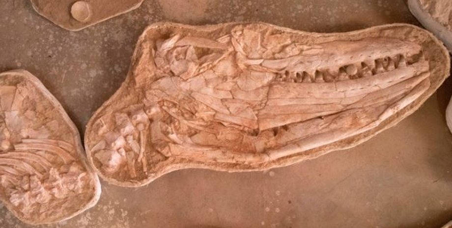 череп талассотитана