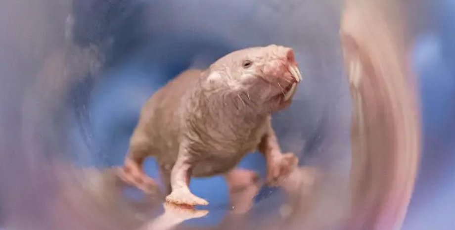 голый землекоп