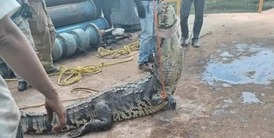 Крокодил у каналізації, крокодил, рептилія, величезна звірюга, каналізація під містом, крокодил вагою 197 кг, перекрив воду