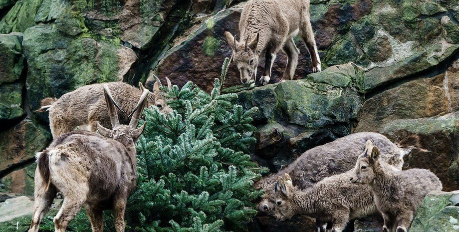 Животные, зоопарк