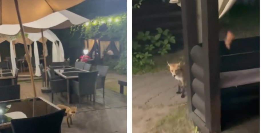 У Львові до ресторану завітала неочікувана "клієнтка": в мережі відреагували